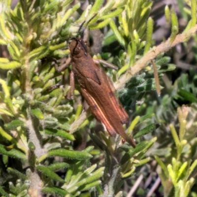 Goniaea opomaloides (Mimetic Gumleaf Grasshopper) at Glen Allen, NSW - 18 Jan 2024 by AlisonMilton