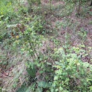 Rosa rubiginosa at Mount Majura - 20 Jan 2024