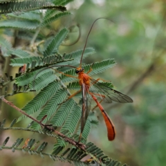 Ichneumonidae (family) (Unidentified ichneumon wasp) at Bombay, NSW - 20 Jan 2024 by MatthewFrawley