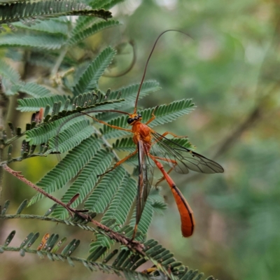 Ichneumonidae (family) (Unidentified ichneumon wasp) at Bombay, NSW - 20 Jan 2024 by MatthewFrawley