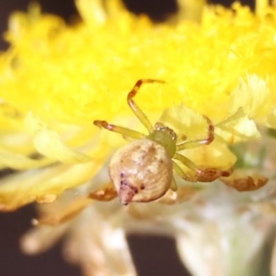 Lehtinelagia prasina (Leek-green flower spider) at Mongarlowe River - 20 Jan 2024 by LisaH