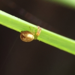 Lehtinelagia prasina at QPRC LGA - suppressed