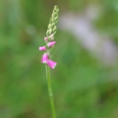 Spiranthes australis (Austral Ladies Tresses) at Mongarlowe, NSW - 20 Jan 2024 by LisaH