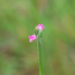 Spiranthes australis at QPRC LGA - 20 Jan 2024