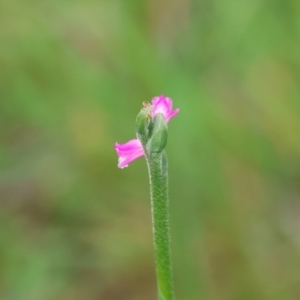 Spiranthes australis at QPRC LGA - 20 Jan 2024