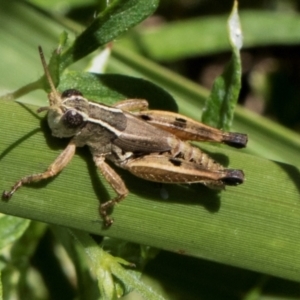 Phaulacridium vittatum at Glen Allen, NSW - 18 Jan 2024