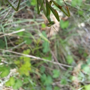 Pseudomantis albofimbriata at Mount Majura - 20 Jan 2024 10:55 AM