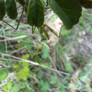 Pseudomantis albofimbriata at Mount Majura - 20 Jan 2024 10:55 AM