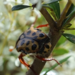 Neorrhina punctata at QPRC LGA - 20 Jan 2024