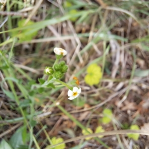 Hackelia suaveolens at Mount Majura - 20 Jan 2024