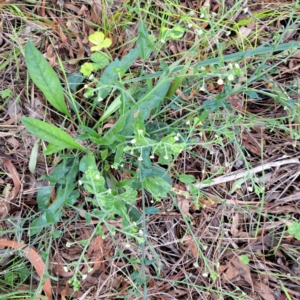 Hackelia suaveolens at Mount Majura - 20 Jan 2024