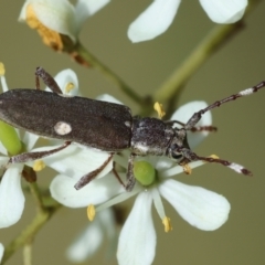 Pempsamacra pygmaea (Longhorn beetle) at Mongarlowe River - 20 Jan 2024 by LisaH