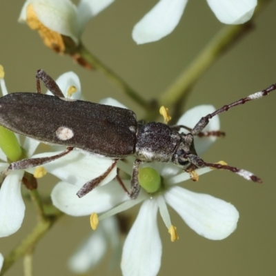 Pempsamacra pygmaea (Longhorn beetle) at Mongarlowe, NSW - 20 Jan 2024 by LisaH