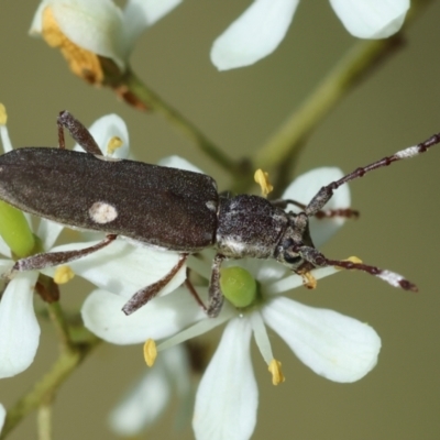 Pempsamacra pygmaea (Longhorn beetle) at Mongarlowe River - 20 Jan 2024 by LisaH