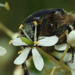 Bisallardiana gymnopleura at QPRC LGA - suppressed