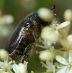 Bisallardiana gymnopleura at QPRC LGA - suppressed