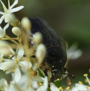 Bisallardiana gymnopleura at QPRC LGA - suppressed