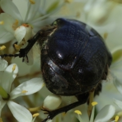 Bisallardiana gymnopleura at QPRC LGA - suppressed