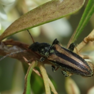 Lepturidea sp. (genus) at QPRC LGA - suppressed