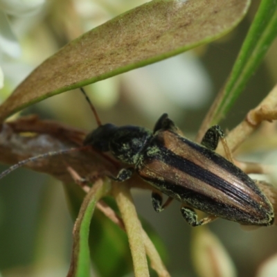 Lepturidea sp. (genus) (Comb-clawed beetle) at Mongarlowe, NSW - 20 Jan 2024 by LisaH
