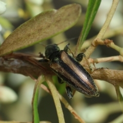 Lepturidea sp. (genus) at QPRC LGA - suppressed