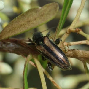 Lepturidea sp. (genus) at QPRC LGA - suppressed