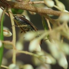 Lepturidea sp. (genus) at QPRC LGA - suppressed