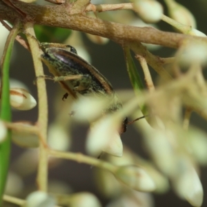 Lepturidea sp. (genus) at QPRC LGA - suppressed