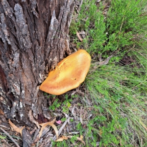 Gymnopilus junonius at Mount Majura - 20 Jan 2024