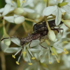 Pempsamacra tillides (Longhorn or longicorn beetle) at Mongarlowe, NSW - 20 Jan 2024 by LisaH