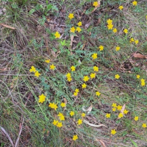 Hypericum gramineum at Mount Majura - 20 Jan 2024