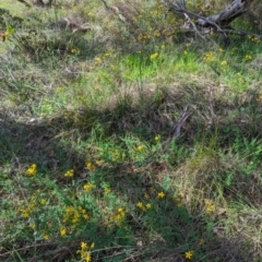 Hypericum perforatum at Kambah, ACT - 12 Jan 2024 04:43 PM