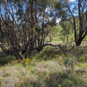 Hypericum perforatum at Kambah, ACT - 12 Jan 2024 04:43 PM