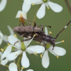 Pempsamacra tillides (Longhorn or longicorn beetle) at Mongarlowe River - 20 Jan 2024 by LisaH
