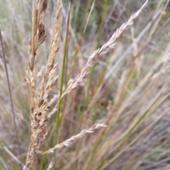 Poa labillardierei at Mount Majura - 20 Jan 2024