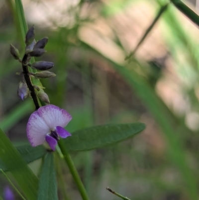 Glycine clandestina at Huskisson, NSW - 20 Jan 2024 by AniseStar