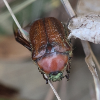 Bisallardiana gymnopleura (Brown flower chafer) at Mongarlowe River - 20 Jan 2024 by LisaH