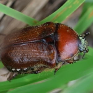 Bisallardiana gymnopleura at QPRC LGA - suppressed