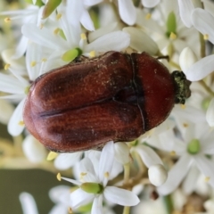 Bisallardiana gymnopleura at QPRC LGA - suppressed