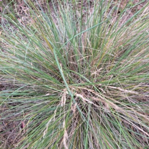 Poa labillardierei at Mount Majura - 20 Jan 2024