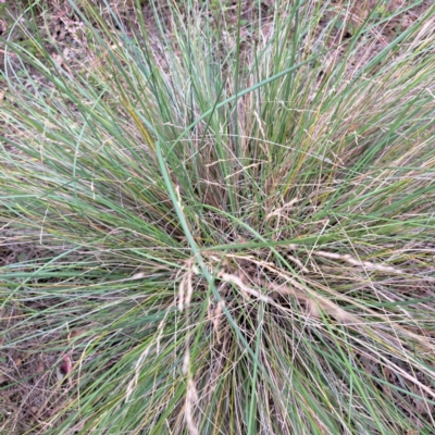 Poa labillardierei (Common Tussock Grass, River Tussock Grass) at Mount Majura - 20 Jan 2024 by abread111