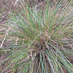 Poa labillardierei at Mount Majura - 20 Jan 2024