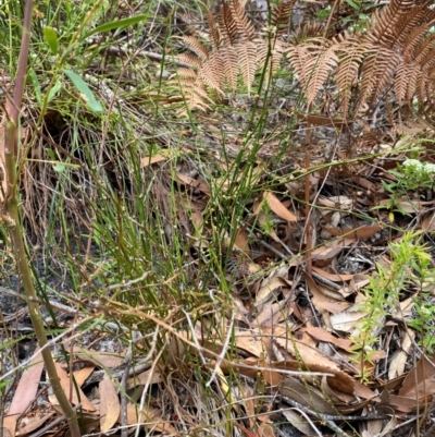 Amperea xiphoclada var. xiphoclada (Broom Spurge) at Myall Lakes National Park - 17 Dec 2023 by Tapirlord