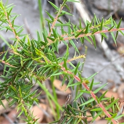 Acacia ulicifolia (Prickly Moses) at Myall Lakes National Park - 17 Dec 2023 by Tapirlord