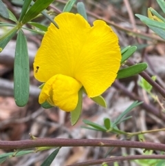 Gompholobium latifolium (Golden Glory Pea, Giant Wedge-pea) at Myall Lakes National Park - 17 Dec 2023 by Tapirlord