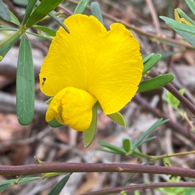 Gompholobium latifolium (Golden Glory Pea, Giant Wedge-pea) at Myall Lakes National Park - 17 Dec 2023 by Tapirlord