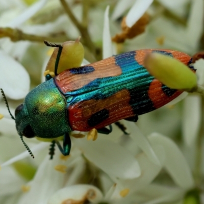 Castiarina scalaris (Scalaris jewel beetle) at Mongarlowe River - 20 Jan 2024 by LisaH