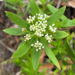 Platysace lanceolata (Shrubby Platysace) at Myall Lakes National Park - 17 Dec 2023 by Tapirlord