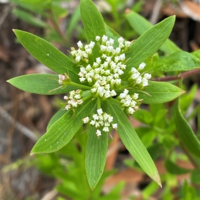 Platysace lanceolata (Shrubby Platysace) at Myall Lakes National Park - 17 Dec 2023 by Tapirlord