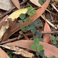 Pullenia gunnii (A Tick-Trefoil) at Seal Rocks, NSW - 17 Dec 2023 by Tapirlord